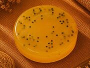 Sabonete Artesanal Doce em São Bento
